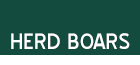 Herd Boars